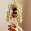 3D Anatomisches Lernmodell des Menschen mit Organen und Produktbild-Vorschau 7