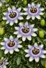Passionsblume Passiflora caerulea 60–70 cm – winterharte Produktbild-Vorschau 3