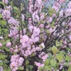 Prunus triloba (Mandorlo da fiore) 2L Anteprima dell’immagine prodotto 7