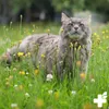 A long-haired gray cat sits in a field of green grass and small yellow and white flowers. Produktbild-Vorschau