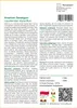 SAFLAX - American Sweetgum - 100 Nasiona - Liquidamber Podgląd zdjęcia produktu 3