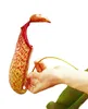 Nepenthes maxima - Riesen-Kannenpflanze - Ampel Produktbild-Vorschau 3