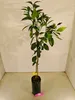 Citrus sinensis 'Navelina', Navelorange, 3-Liter-Topf Produktbild-Vorschau 2