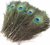 Plumes de paon, env. 25-30 cm, 5 pièces Voir les images du produit 2