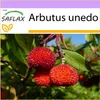 SAFLAX - jahodový strom - Arbutus unedo - 50 Semena Náhled obrázku produktu 8