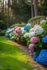Hortensie - 6 Stk - Hydrangea macrophylla - Höhe 25-40cm - Produktbild-Vorschau 5
