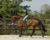 QHP Q-Cross Eventing Gamaschen hinten Produktbild-Vorschau 3