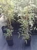 Clematis Bill MacKenzie 2L Náhled obrázku produktu 9