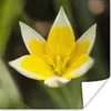 MuchoWow® Poster Blume - Garten - Gelb 100x100 cm - Produktbild-Vorschau 1