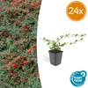 Cotoneaster dammeri | 24 pezzi - 10-25cm - Ø9cm - Pianta da Anteprima dell’immagine prodotto 1