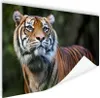 MuchoWow® Poster Tiger - Dschungel - Mantel 160x120 cm - Produktbild-Vorschau 1