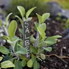 Set da 10 etichette per piante Relaxdays, giardino e aiuola Anteprima dell’immagine prodotto 2