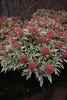 Skimmia japonica Magic Marlot ® -  Weißbunte Skimmie Magic Produktbild-Vorschau 1
