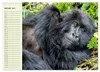 Berggorillas im Herzen Afrikas (Wandkalender 2027 DIN A3 Produktbild-Vorschau 4