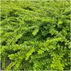 Plants by Frank | 12 Plantes de chèvrefeuille arbustif | Voir les images du produit 3