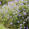 Půdopokryvné rostliny – geranium – Geranium 'Rozanne' – 9cm Náhled obrázku produktu 5