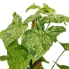 Ungewöhnliche Kletterpflanze auf Moosstamm – Syngonium Produktbild-Vorschau 2
