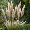 A cluster of pampas grass plumes with green foliage in the background. Produktbild-Vorschau