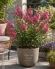 Lagerstroemia indica "With Love Eternal®", 40 cm – Indický Náhľad obrázku produktu 3