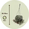 Ceropegia - Ceropegia linearis Woodii - Wysokość 20-30cm - Podgląd zdjęcia produktu 2