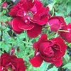 2 x  Rosa  - Bodendecker Rose - Rosa 'Rote The Fairy' Produktbild-Vorschau 2