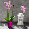 A pink orchid in a pink pot next to a white lantern with a candle inside, set against a gray concrete background. Anteprima dell’immagine prodotto