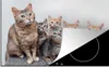 KitchenYeah© Herdabdeckplatte Katze - Kätzchen - Fell , Produktbild-Vorschau 1