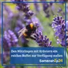 SPERLI Feldthymiansamen Wild Magic Thymus serpyllum 50 Produktbild-Vorschau 4