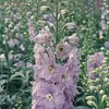 6 ks rastlín Delphinium 'Guinevere' (Rittersporn) | Náhľad obrázku produktu 2