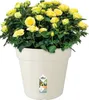 elho green basics growpot 40cm, Topfpflanzer, Freistehend, Produktbild-Vorschau 3