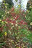 Euonymus europaeus, Pfaffenhütchen, 60–100 cm Produktbild-Vorschau 6