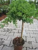 Juniperus procumbens Nana - japanischer Kriechwacholder Produktbild-Vorschau 3