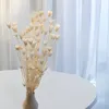 Orientalische Schwarzkümmelblume Getrocknete - (Nigella Produktbild-Vorschau 6