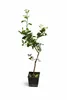 Limonka „La Valette“ 110–140 cm – kwaśna roślina z gatunku Podgląd zdjęcia produktu 4