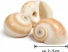 Schnecke Mattukan 1 kg, 2–5 cm, ca. 150 Stück, Natica Produktbild-Vorschau 2