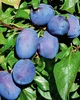 Pflaumenbaum ´JOGANTA®´ Unterlage Myrobalan, wurzelnackt Produktbild-Vorschau 3
