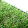Katzengras Katzenwiese Hundewiese echter Rasen ca 60x40 cm Produktbild-Vorschau 1