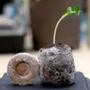 MIKONI Tabletki kokosowe do namaczania, Ø 36 mm, podłoże do Podgląd zdjęcia produktu 4