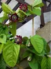 Passiflora alata (Passiflora alata)  - 5 semi Anteprima dell’immagine prodotto 2
