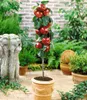 A potted columnar apple tree with red apples, displayed in a garden setting with a stone lion statue and other plants. Produktbild-Vorschau