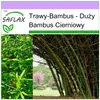 SAFLAX - Bambus Cierniowy - 50 Nasiona - Dendrocalamus Podgląd zdjęcia produktu 5