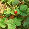 Erdbeeren Samen (Fragaria) - Nährstoffreiche Erdbeer Samen Produktbild-Vorschau 5