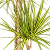 Dracaena marginata "Sunray" - Raggio di sole - altezza Anteprima dell’immagine prodotto 3