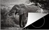 KitchenYeah© Herdabdeckplatte Elefant - Tiere - Bäume - Produktbild-Vorschau 1