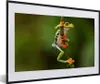 MuchoWow® MuchoWow® Gerahmtes Poster Rotaugenlaubfrosch im Produktbild-Vorschau 1