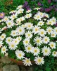 Anemone blanda 'White Splendour', Balkan-Windröschen, weiß, Produktbild-Vorschau 7