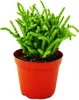 Sukulent - Crassula lycopodioides - Myší chvost - v 8,5cm Náhľad obrázku produktu 1