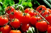 PLANTON P Mehrkomponentendünger für Tomaten 200g Produktbild-Vorschau 8