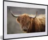 MuchoWow® Gerahmtes Poster Schottischer Highlander - Hörner Produktbild-Vorschau 1