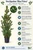 Stechpalme ‘Blue Prince’ – Ilex meserveae, immergrün & Produktbild-Vorschau 2